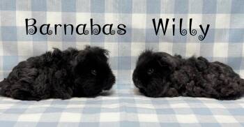 Rescue Guinea Pig Guinea Pigs for Adoption in Knoxville, Tennessee - Barnabas And Willy | PetCurious